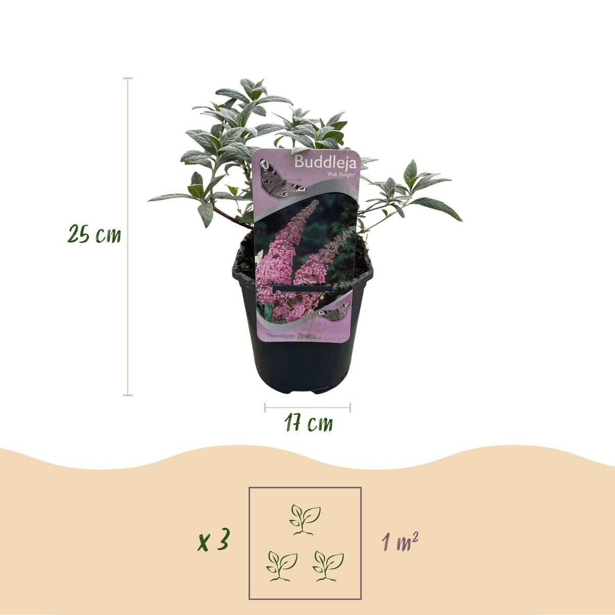 Livraison plante Buddleja davidii Pink Delight – Pot 17 cm – Hauteur 25 cm