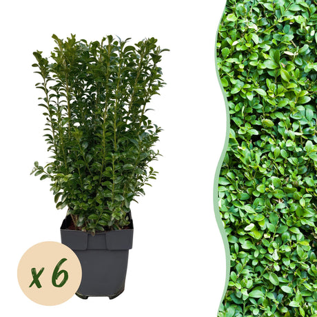 Livraison plante Buis Sempervirens – Lot de 6 – Pot 17 cm – Hauteur 45 cm