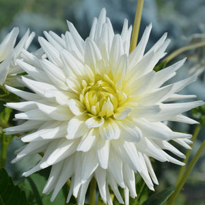 Livraison plante Bulbe de Dahlia cactus Playa Blanca