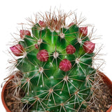 Livraison plante Cactus Fleuri Mélange - Lot de 5