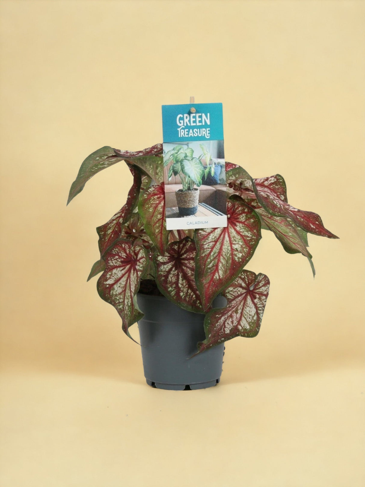 Livraison plante Caladium Bicolor