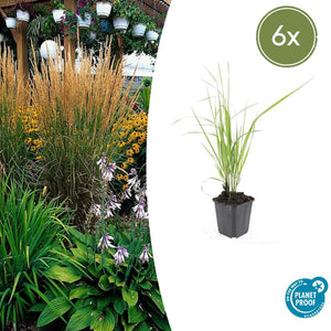 Livraison plante Calamagrostis acutiflora 'Karl Foerster'