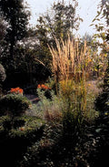 Garten-Reitgras (Calamagrostis x acutiflora) 'Karl Foerster'