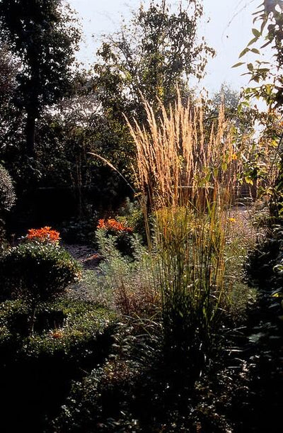 Garten-Reitgras (Calamagrostis x acutiflora) 'Karl Foerster'