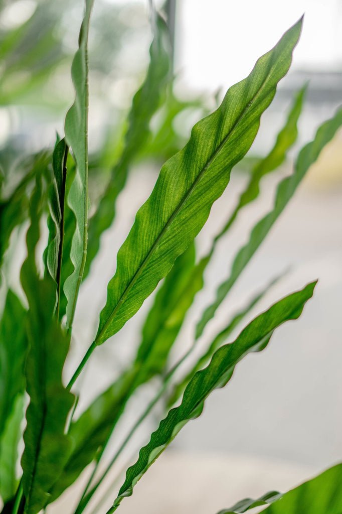 Livraison plante Calathea - grande plante artificielle