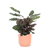 Livraison plante Calathea Makoyana et son pot