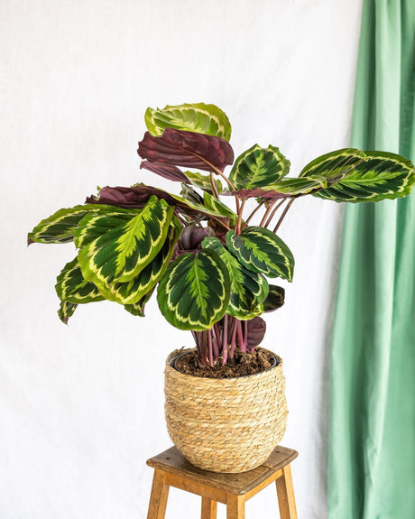 Livraison plante Calathea Médaillon