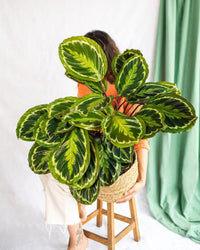 Calathea-Medaillon