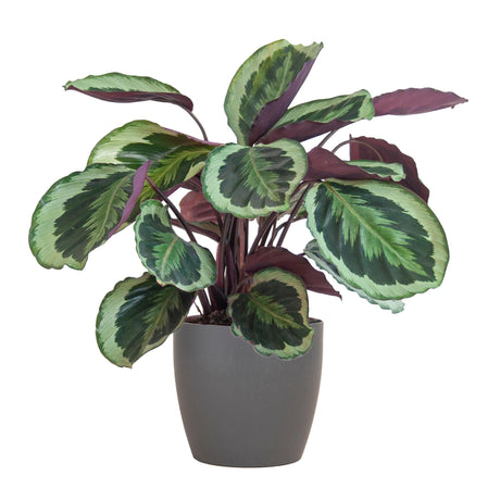 Livraison plante Calathea Medaillon et son pot