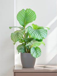 Calathea Orbifolia und sein Topf