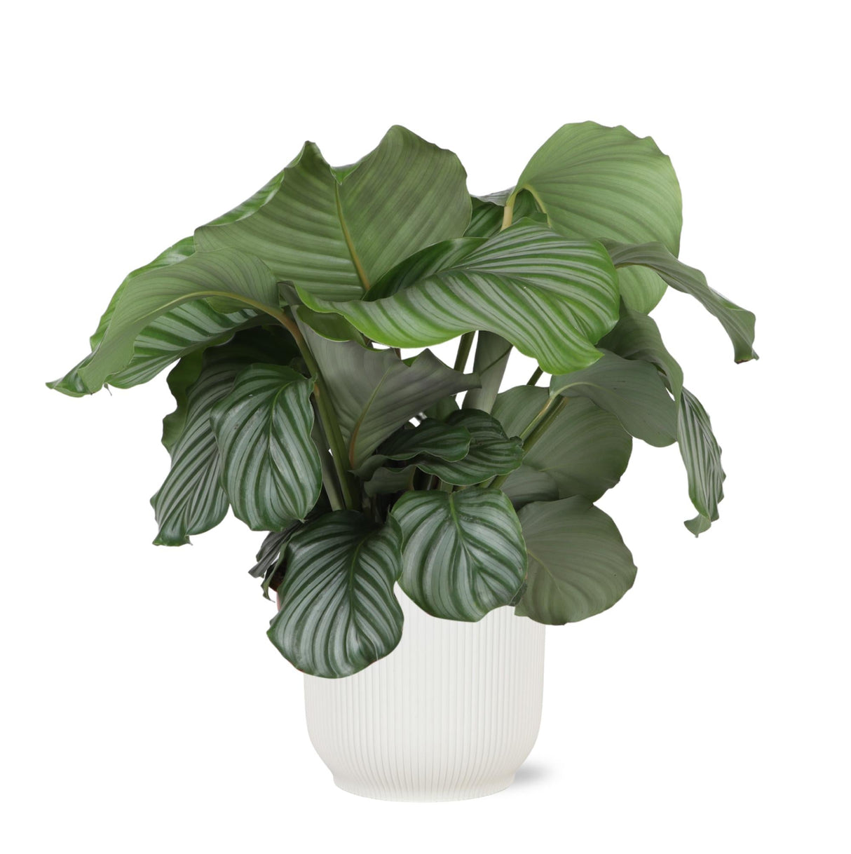 Livraison plante Calathea Orbifolia et son pot