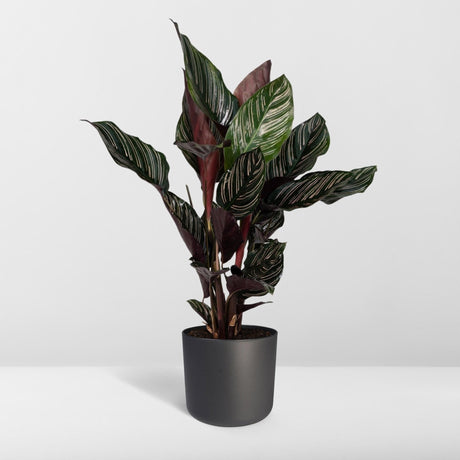 Livraison plante Calathea Ornata