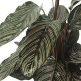 Livraison plante Calathea Ornata - Lot de 2