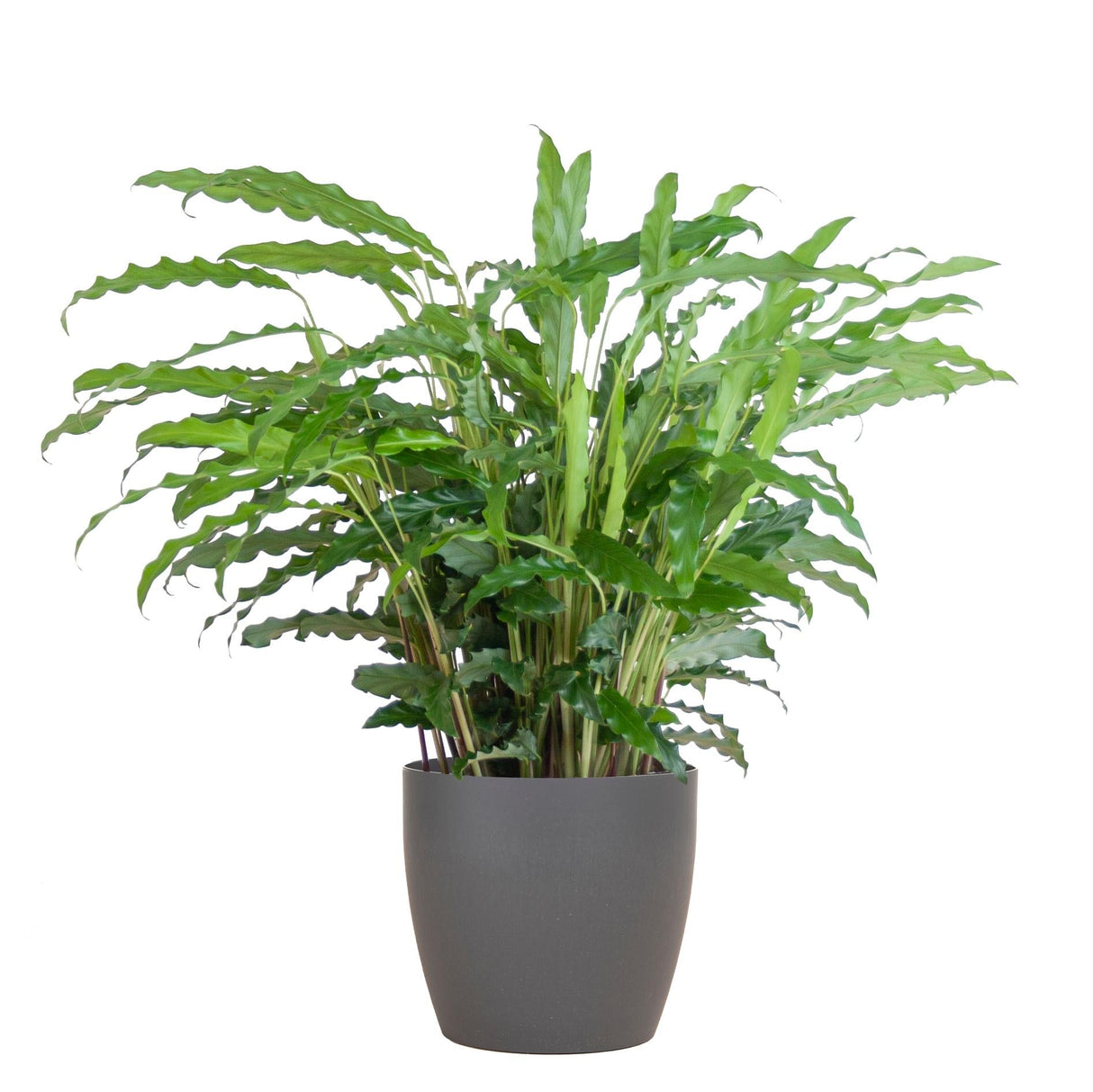 Livraison plante Calathea Rufibarba et son pot