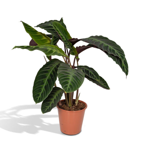 Livraison plante Calathea Warscewiczii h70cm