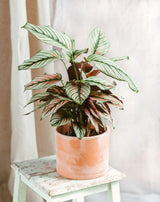 Livraison plante Calathea white star