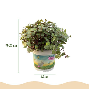 Livraison plante Calissia repens