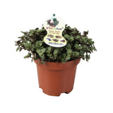 Livraison plante Calissia Repens