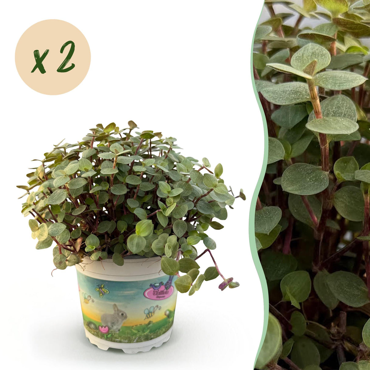 Livraison plante Calissia repens
