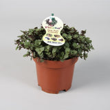 Livraison plante Calissia Repens