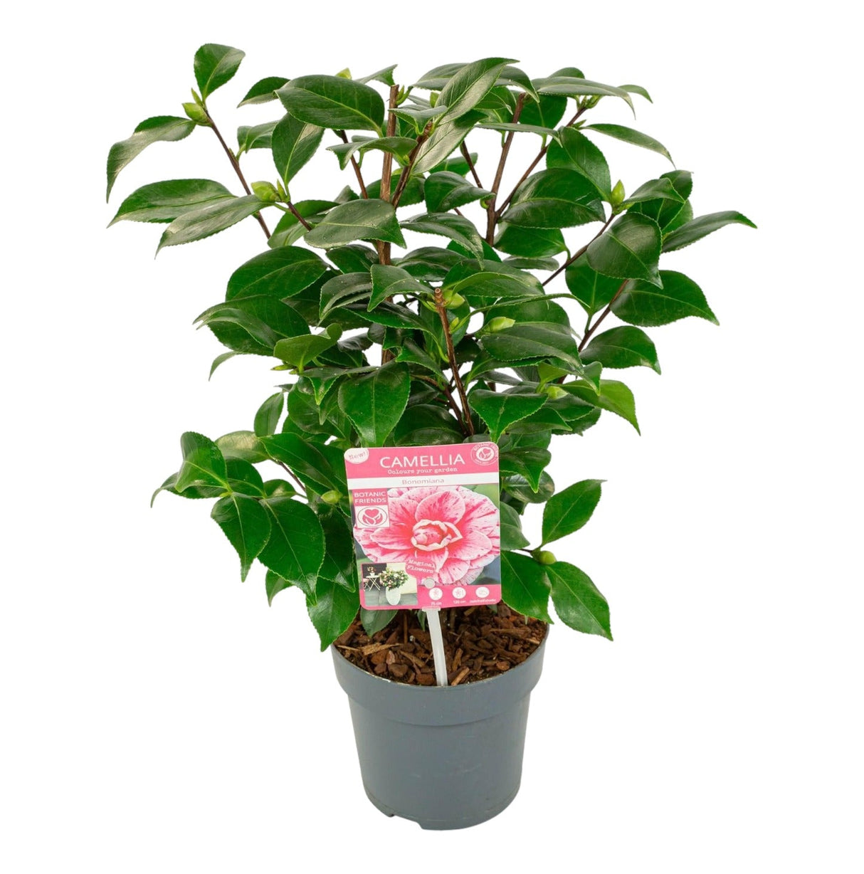 Livraison plante Camellia Japonica Bonomiana - arbuste fleuri d'extérieur