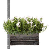 Livraison plante Campanula Addenda Ambella blanche – Coffret en bois avec 2 plantes