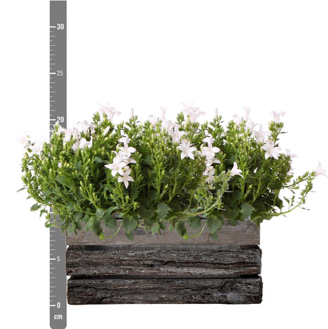 Livraison plante Campanula Addenda Ambella blanche – Coffret en bois avec 2 plantes