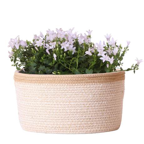 Livraison plante Campanula Addenda Ambella blanche en panier tissé avec réservoir