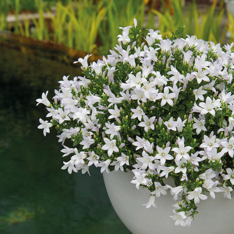 Livraison plante Campanula Addenda Ambella blanche en panier tissé avec réservoir