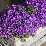 Livraison plante Campanula Addenda Ambella Intense Purple en Caisse de Bois