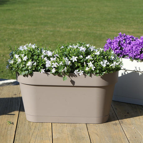 Livraison plante Campanula Addenda blanche - Balkonbak taupe - 3 pots inclus