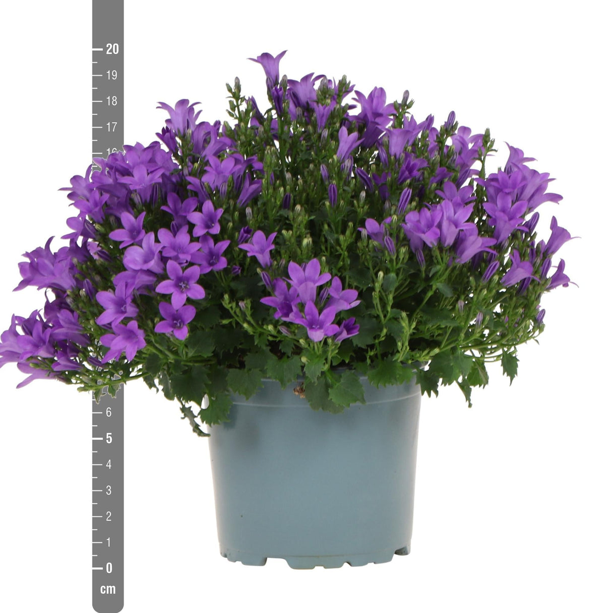 Livraison plante Campanula Addenda violette - lot de 6 plantes facadier