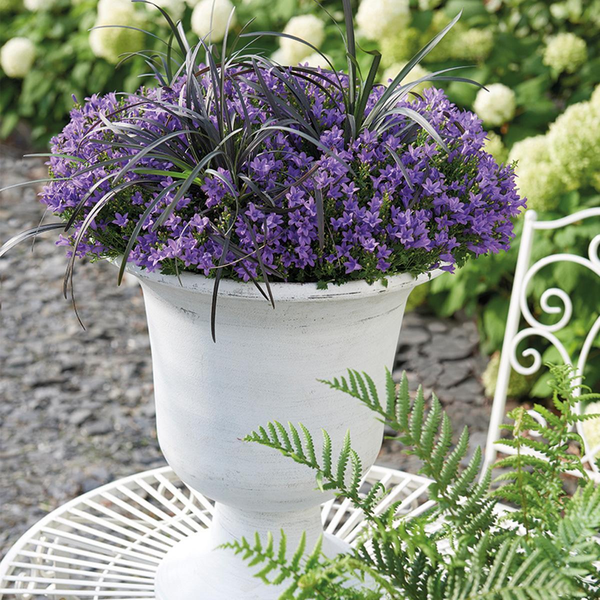 Livraison plante Campanula Addenda violette - lot de 6 plantes facadier