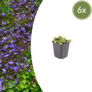 Livraison plante Campanule poscharskyana
