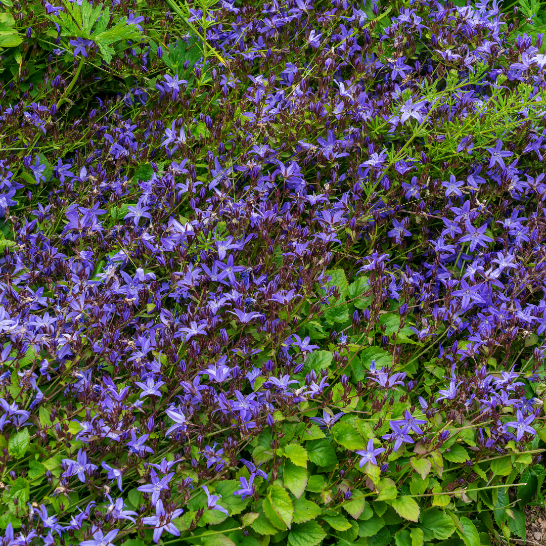 Livraison plante Campanule poscharskyana