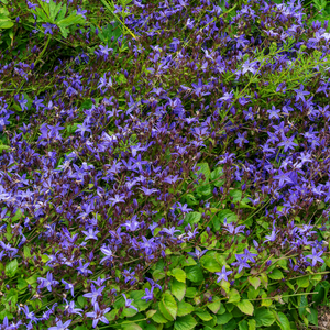Livraison plante Campanule poscharskyana