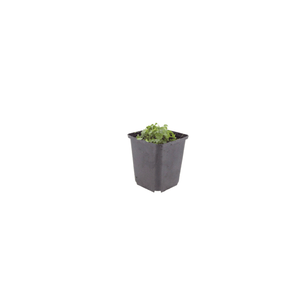 Livraison plante Campanule violet