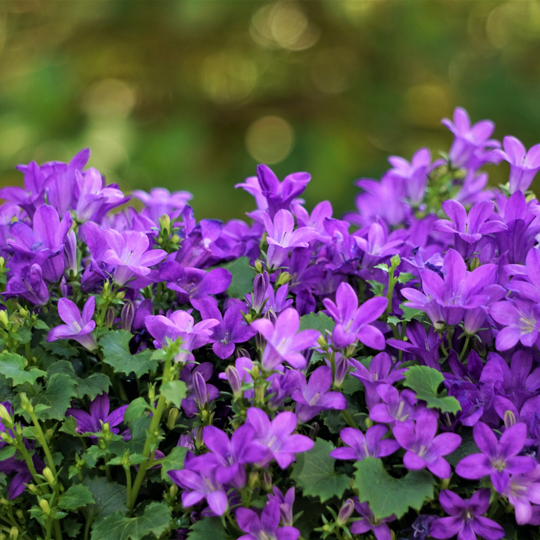 Livraison plante Campanule violet