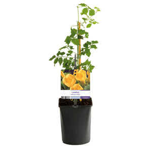 Livraison plante Campsis radicans Flava – Lot de 2 – Pot 11 cm