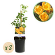 Livraison plante Campsis radicans Flava – Lot de 2 – Pot 11 cm