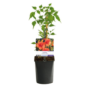 Livraison plante Campsis radicans Madame Galen – Lot de 2 – Pot 11 cm