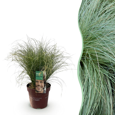 Livraison plante Carex comans Frosted Curls en pot