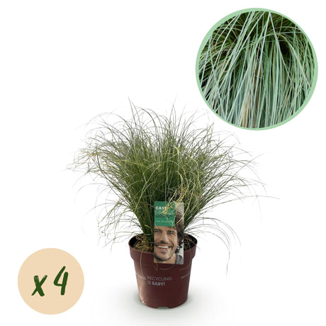 Livraison plante Carex comans Frosted Curls en pot