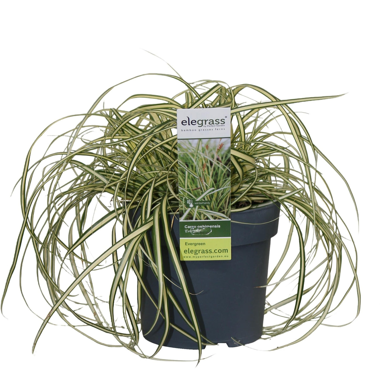 Livraison plante Carex hachijoensis 'Evergold'