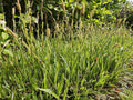 Japan-Segge (Carex Morrowii) 'Aureovariegata'