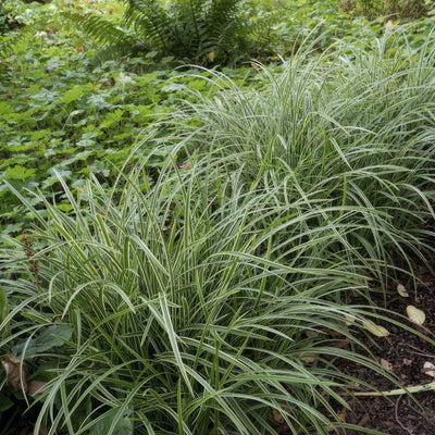 Japan-Segge (Carex morrowii) 'Ice Dance'