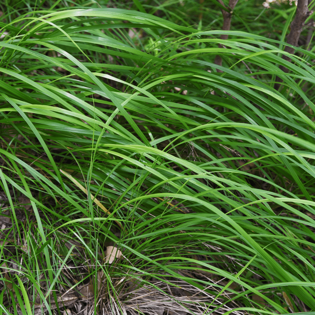 Livraison plante Carex morrowii