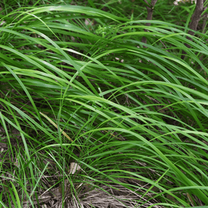 Livraison plante Carex morrowii