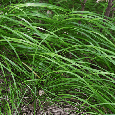 Japan-Segge (Carex morrowii) 'Carex Morrowii'