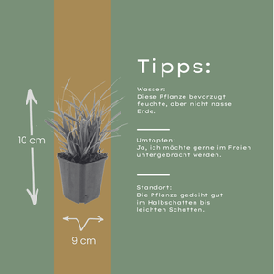 Livraison plante Carex morrowii